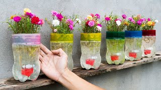 Plant flowers for Moss rose in a water bottle suddenly the flowers bloom all summer [upl. by Toni831]