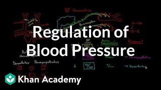 Regulation of blood pressure with baroreceptors  NCLEXRN  Khan Academy [upl. by Olwena43]