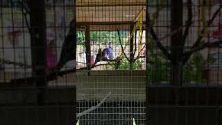 Kookaburras at Lehigh Valley Zoo [upl. by Costanzia]