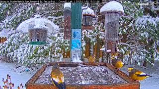 Evening Grosbeaks Forage In Magical Snowfall At Ontario Feeders – Nov 9 2023 [upl. by Htur]