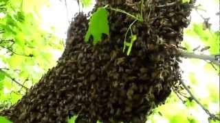 Understanding Honey Bee Swarms [upl. by Hedvig]