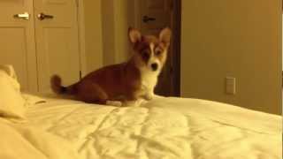 Bandit the Corgi Puppy Frolics in Bed [upl. by Adnol]