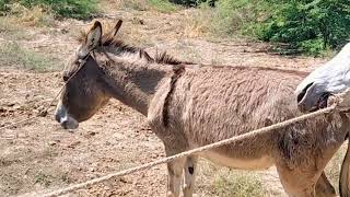 Semental Corindón caballos Encuentro de primavera con yeguas Cavalos donkey🔥🔥🔥May 8 2024 [upl. by Barbabra]