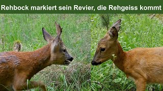 Rehbock markiert sein Revier die Rehgeiss kommt [upl. by Avihs]