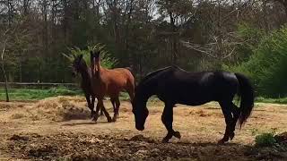 Pasture Breeding Morgan Horses  Educational  40118 Easter Sunday [upl. by Lodi451]