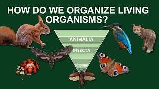 Learn Biological Classification  Taxonomy and History of Classification [upl. by Bubb]