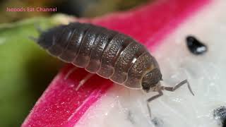 Isopods Eat Dragon Fruit  Lunar New Year [upl. by Annavahs]