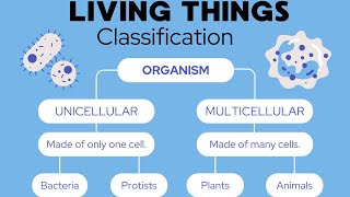 classification of Living Things vertebrates and and non vertebrateslearn with Lehria [upl. by Finella796]