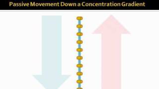 Dialysis Basic Mechanisms [upl. by Hieronymus]