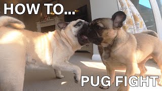 How to PUG FIGHT Cutest Pug fights EVER 🐶💪🏼 [upl. by Fulks222]