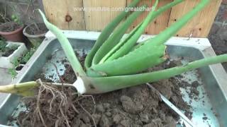 How to Grow Aloe Vera Plant at Home  How to Grow Aloe Vera From Pups Urduhindi [upl. by Sheilah704]