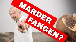 Marder Fangen  vom MarderProfi erklärt Risiken und Gefahren einer Marderfalle [upl. by Joanne]