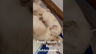 Mini Goldendoodle puppies [upl. by Eibreh]