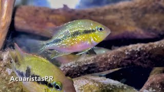 Thorichthys aureus AcuaristasPR [upl. by Desi]