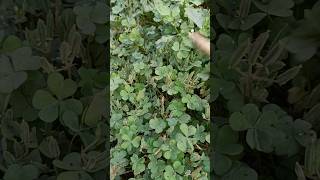 oxalis plant ☘️☘️ अटैक करने वाला पौधा plants amazingfacts agriculture fact [upl. by Yrtua]