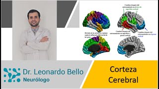 Corteza cerebral anatomía y función de forma fácil y rapido [upl. by Aisinut]