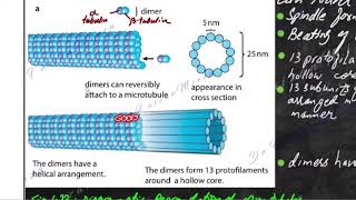 microtubules microvilli centrioles cilia flagella [upl. by Hammer]