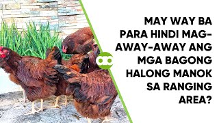 May Way Ba Para Hindi Magawayaway ang mga Bagong Halong Manok sa Ranging Area [upl. by Anbul]