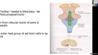 PHYSIOLOGY OF RETICULAR ACTIVATING SYSTEM [upl. by Nilson]