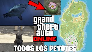 LAS 51 UBICACIONES DE LAS PLANTAS DE PEYOTES 2024  GUÍA COMPLETA GTA V ONLINE [upl. by Yslehc]