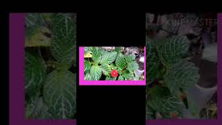 EPISCIA PLANT MALAYALAM [upl. by Eillam]