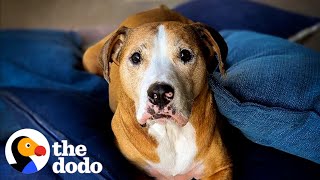 Anxious Pittie Steals His Mom’s Pillows Every Day  The Dodo [upl. by Leonerd]