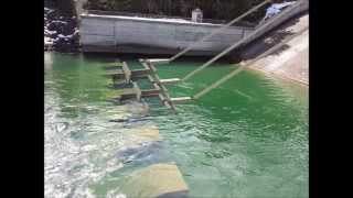 Volitional Fish Entry Feasibility at Roza Facility [upl. by Grantland810]