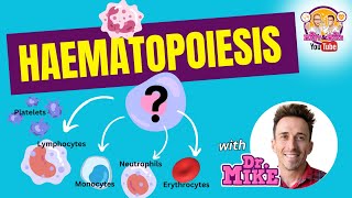 Hematopoiesis  Erythropoiesis [upl. by Irra]