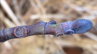 Tulip Tree Liriodendron tulipifera  buds amp leaf scar close up  December 2017 [upl. by Nosniv613]