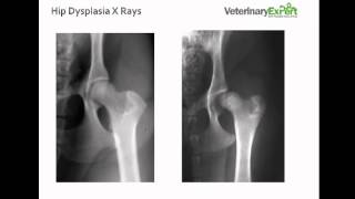 Hip Dysplasia in Dogs [upl. by Adnotal]