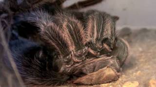 TARANTULA MOLTING  AMAZING [upl. by Simona545]