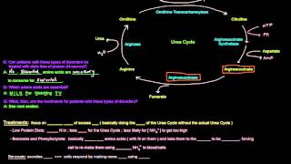 Urea Cycle Part 5 of 5  Disorders and Treatments [upl. by Landahl487]