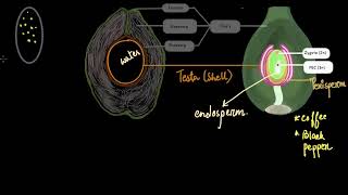 How an ovary turns into a fruit  Sexual reproduction in flowering plants  Khan Academy [upl. by Hajin591]