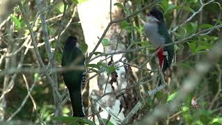 TOCORORO cantando Cuban Trogon Priotelus temnurus Ave Nacional y ENDÉMICA de CUBA [upl. by Sirrah]