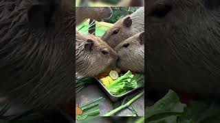 Enjoy capybaras dinner time cute capybara [upl. by Leffert]