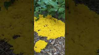 Dog Vomit Slime Mold Fuligo septica in Time Lapse [upl. by Clintock]