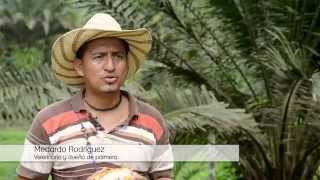 La Fiebre de la Palma english subtitles  Oil palm in Ecuador [upl. by Enirehs]