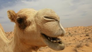 Nature Voices  Camel Grunting [upl. by Deedahs]