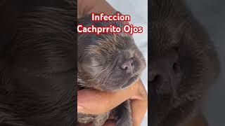 Ojos Inflamados InfeccionOjos CachorrosEnfermos [upl. by Llertnod100]