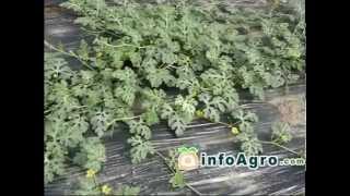 Watermelon Growing How to plant grow and harvest watermelon [upl. by Elfrieda]