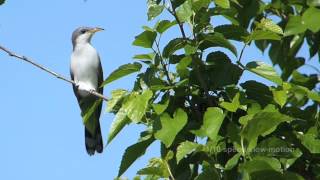 Yellowbilled Cuckoo flight slow motion May 2014 W Florida [upl. by Hein]