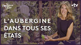 Laubergine de Barbentane  Les potagers de Julie  24092022 [upl. by Radford]