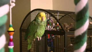 Amazon Parrot talking [upl. by Calle]