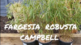 PLANTING FARGESIA ROBUSTA CAMPBELL amp SEEING MY BORDER COME ALIVE [upl. by Florri]