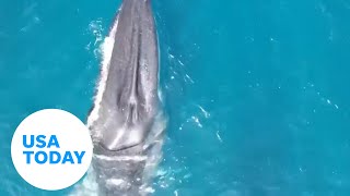 Rorqual whale with scoliosis condition spotted off the coast of Spain  USA TODAY [upl. by Esilec151]