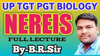 Nereis full lecture  morphology of nereis  External morphology of nereis  UP TGT PGT BIOLOGY [upl. by Laurel]