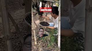 Jaboticaba buah dari Brasil manfaat antioksidan antimikroba antiinflamasi antidiabetik [upl. by Pump]