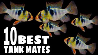 10 Most Suitable Tank Mates For German Blue Ram Cichlid [upl. by Eelibuj]