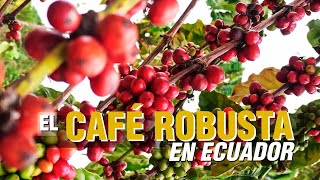 El CAFÉ ROBUSTA  El productor TV [upl. by Eugenie]