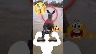 quotKangaroo Fight Man Saves Dog and Phone in Crazy Showdownquot [upl. by Eleumas748]